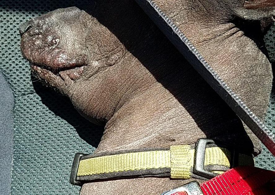 Close up photo of a brown dog's snout covered with blisters.