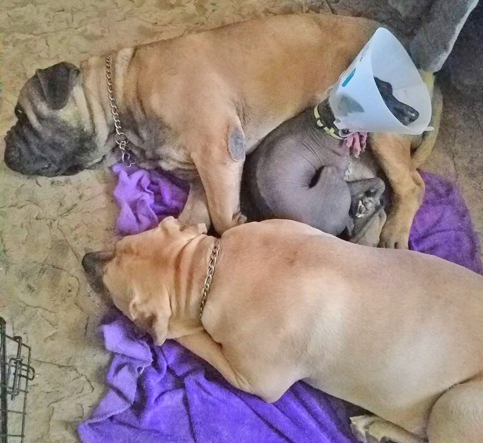 Two very large, tan Mastiff dogs with dark faces and chain collars laying on a purple blanket with a small dark brown dog between them. The small dog is wearing a medical cone.