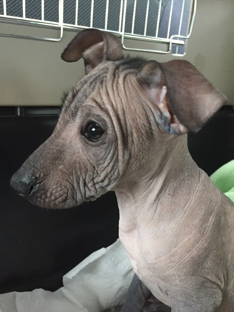 Photo of a light brown hairless puppy with dark eyes and a wrinkled face.