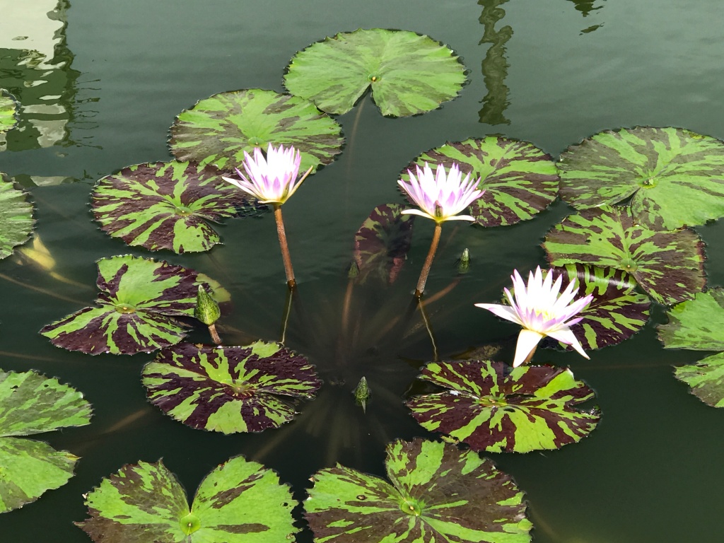 Photo of three white lotus flowers with a touch of purple on the outside petals. The flowers are in a murky green pond and are surrounded by numerous round lotus leaves that are lime green mottled with purple-brown stripes.